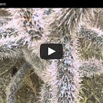 tucson-snowstorm